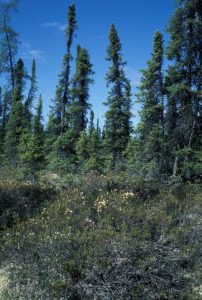 Black Spruce