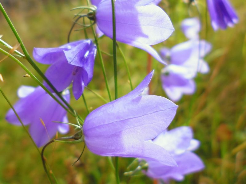 Image for Harebell Campanula