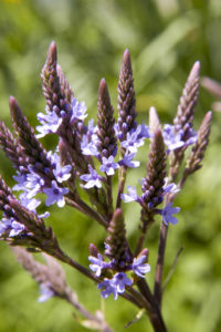 Blue Vervain