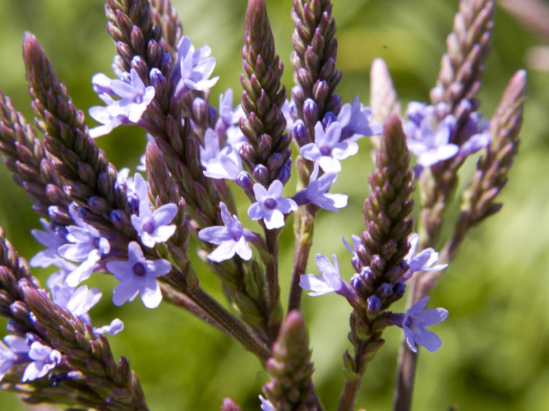 Image for Blue Vervain