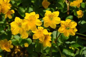 Marsh Marigold