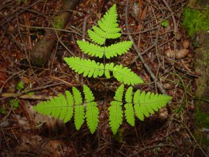 Oak Fern