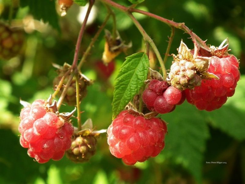 Image for Wild Red Raspberry