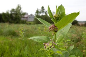 Common Milkweed