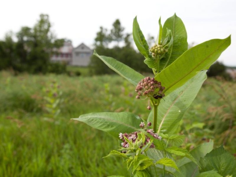 Image for Common Milkweed