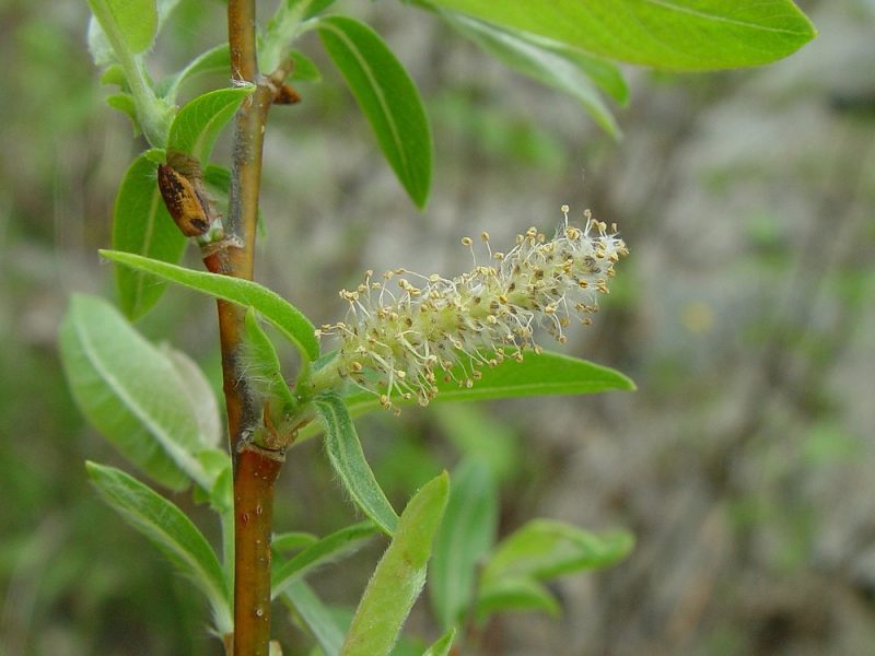 Image for Heartleaf Willow