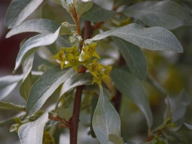 Image for Silverberry (Wolf Willow)
