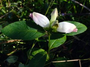 White Turtlehead
