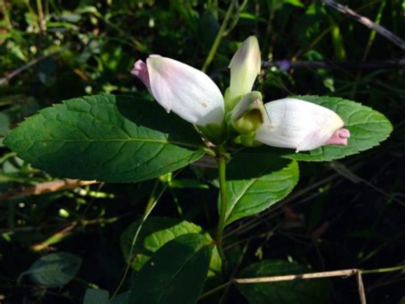 Image for White Turtlehead