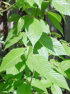 Yellow Birch