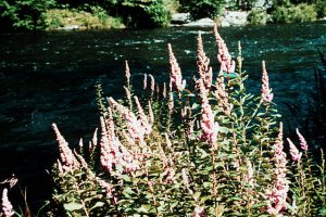Steeplebush
