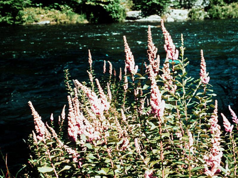 Image for Steeplebush