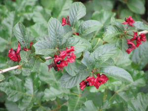 Bracted Honeysuckle