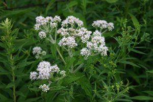 Boneset