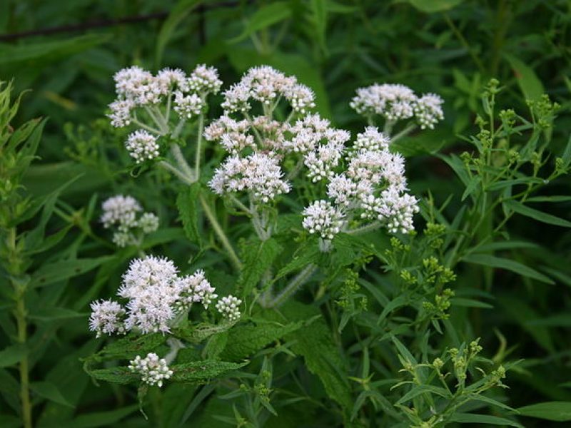 Image for Boneset