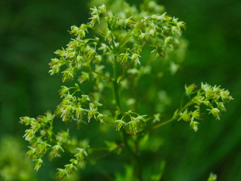 Image for Tall Meadow-Rue