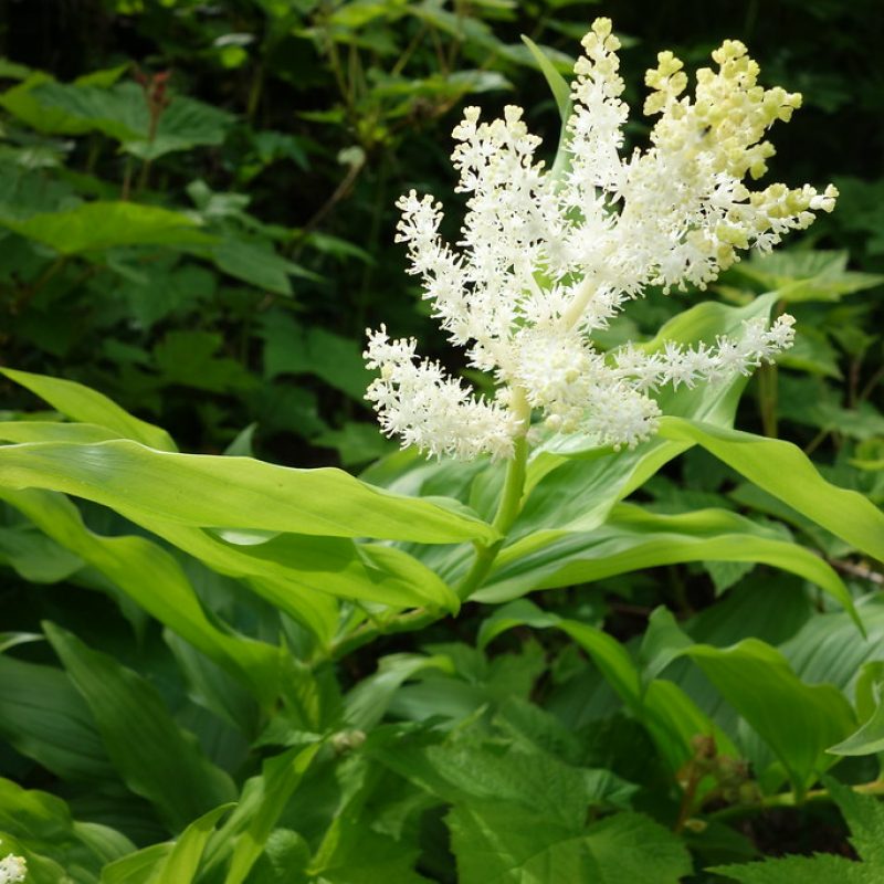 Image for False Solomon’s seal