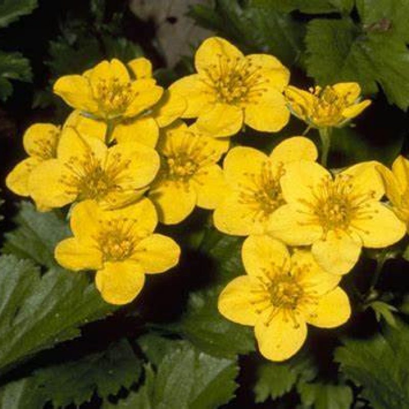 Image for Barren Strawberry