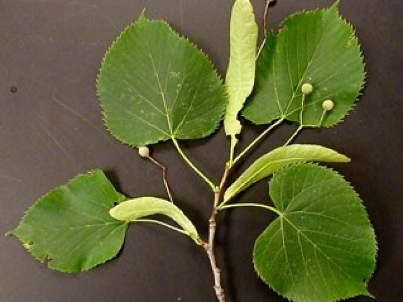 Image for Basswood
