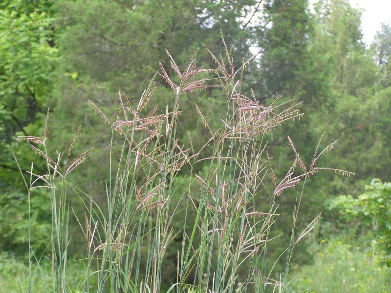 Image for Big bluestem or Turkey foot