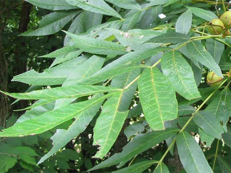 Image for Bitternut hickory