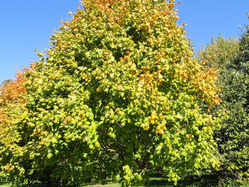 Image for Black Maple