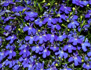 Blue Lobelia
