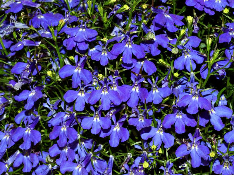 Image for Blue Lobelia