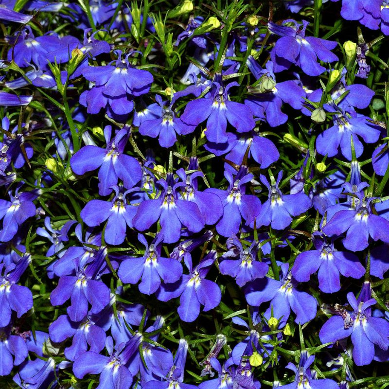 Image for Blue Lobelia