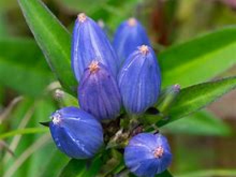 Image for Bottle Gentian