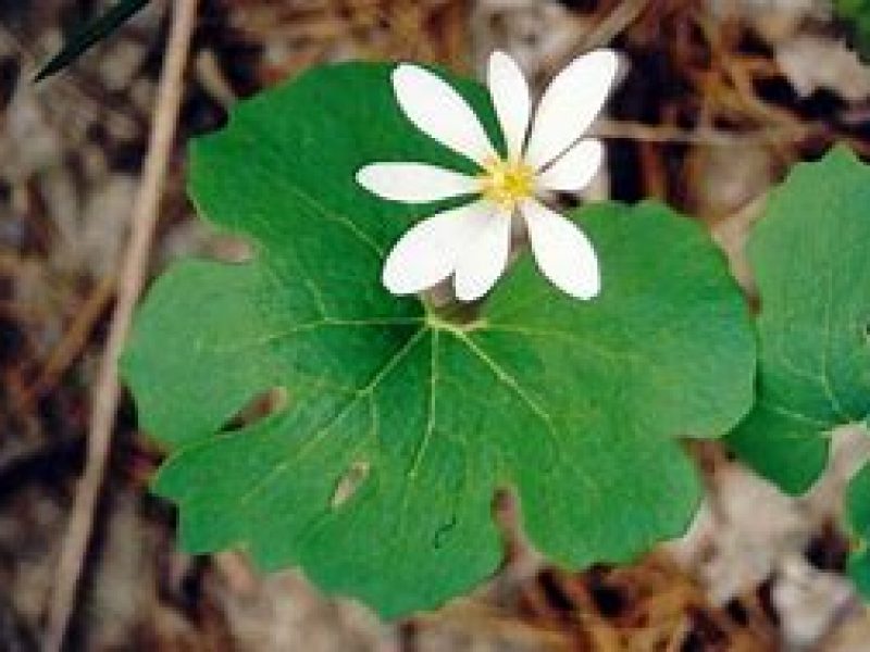 Image for Canada Bloodroot