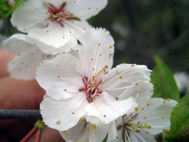 Image for Canada plum