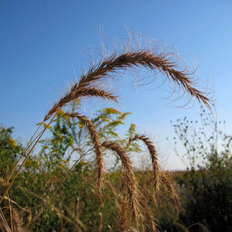 Image for Canada Wild Rye