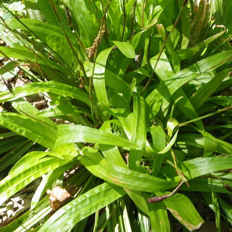 Image for Plantain-leaved sedge
