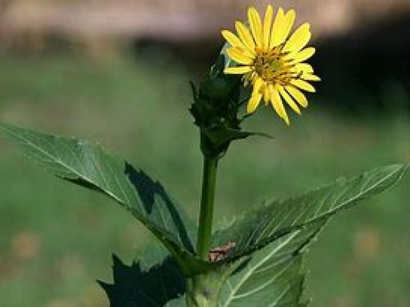 Image for Cup Plant