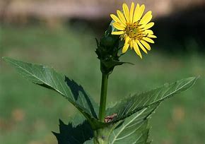 Cup Plant