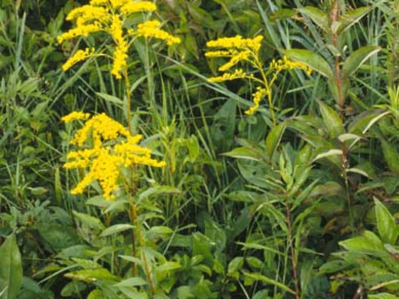 Image for Early Goldenrod