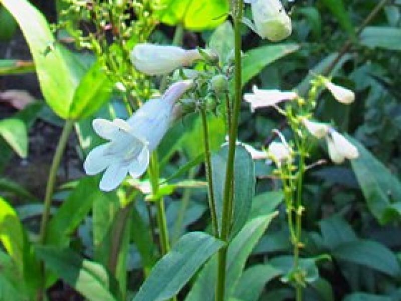 Image for Foxglove Beardtongue