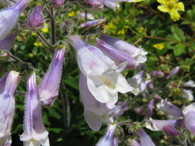 Image for Hairy Beardtongue