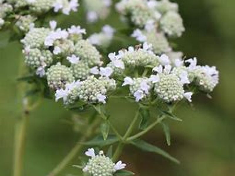 Image for Hairy Mountain Mint