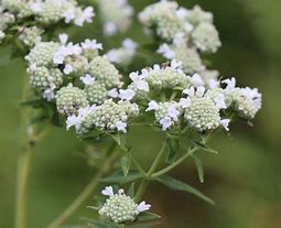 Hairy Mountain Mint