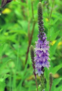 Hoary Vervain