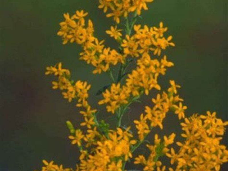 Image for Grey Goldenrod