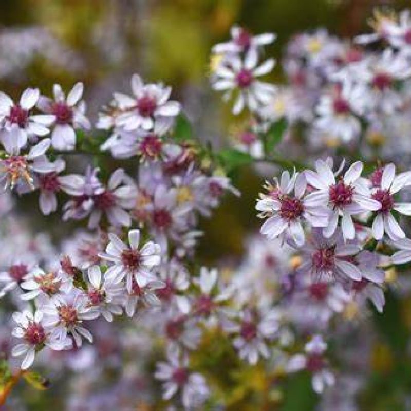 Image for Heart-Leaved Aster