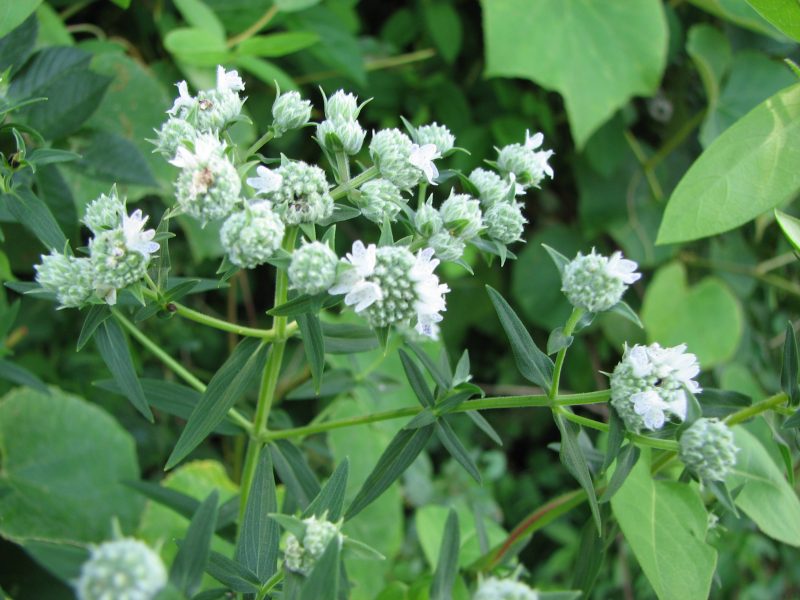 Image for Virginia Mountain Mint