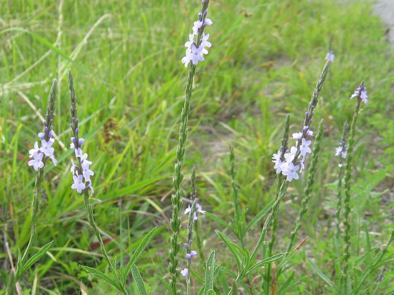 Image for Slender-leaved Vervain