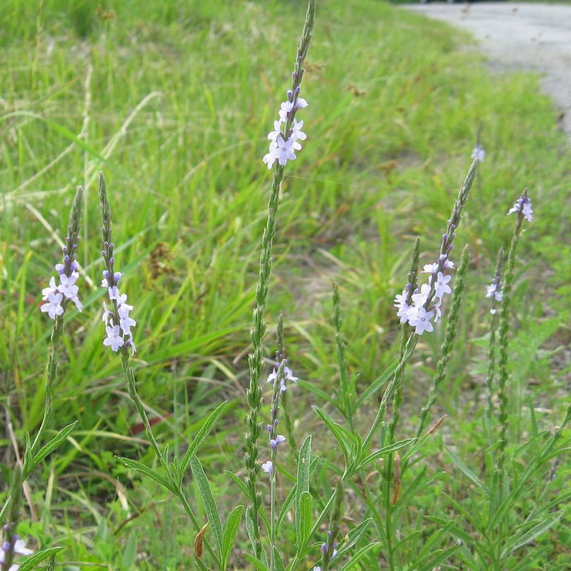 Image for Slender-leaved Vervain