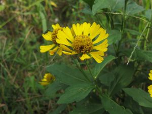 Sneezeweed