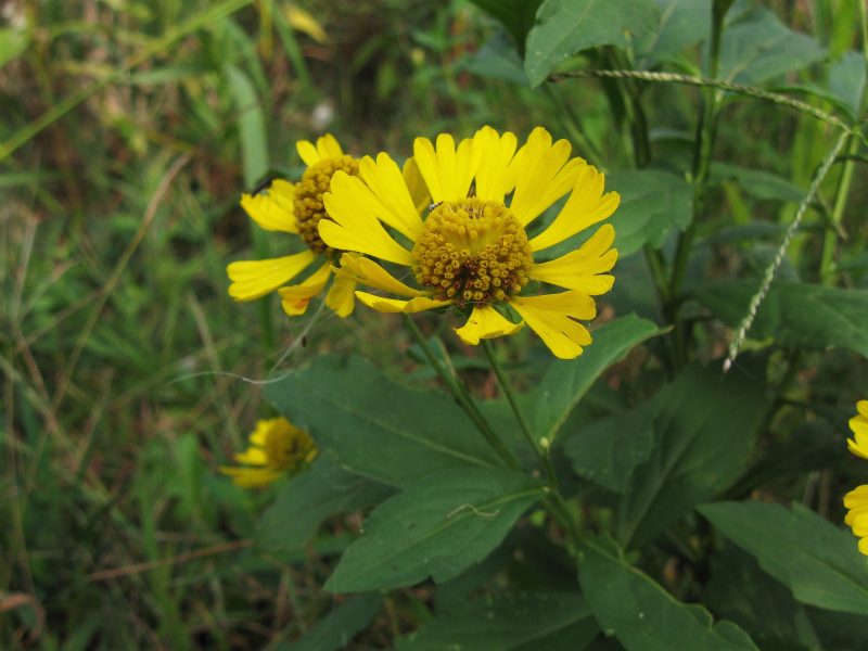Image for Sneezeweed