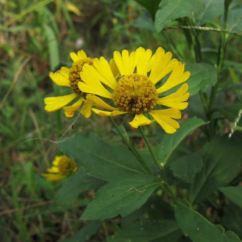 Image for Sneezeweed